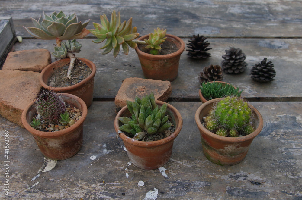 plants in pot plants in pot