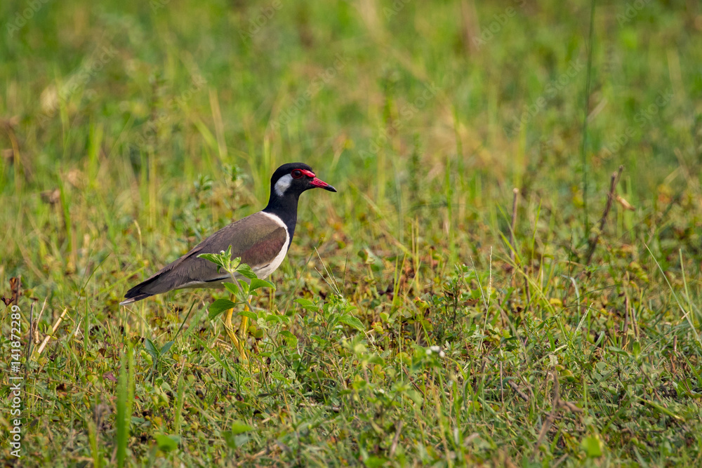Image of red-wattled lapwing bird (Vanellus indicus) on green grass field. Image of red-wattled lapwing bird (Vanellus indicus) on green grass field.