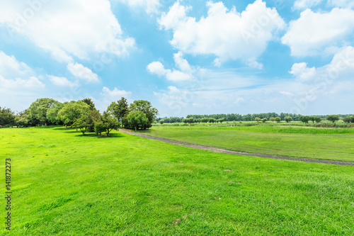 Green grass and sky in the summer © ABCDstock