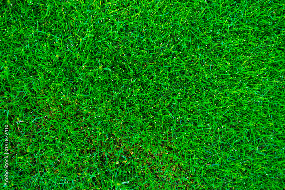Green grass land texture Green grass land texture