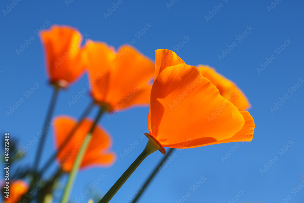Fototapeta premium Kwiat maku kalifornijskiego. Zobacz patrząc w kierunku błękitnego nieba.