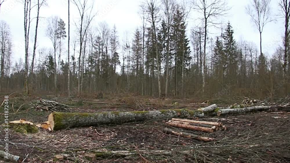 Already sawn old trees in the forest, logging site Already sawn old trees in the forest, logging site