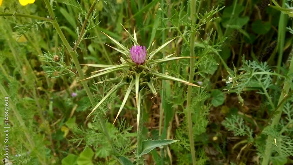 Close up shoot of cactus-like flower waving on wind