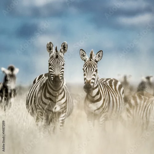 Obraz Herd of zebra in the wild savannah, Serengeti, Africa