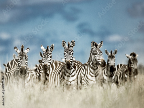 Kudde zebra& 39 s in de wilde savanne, Serengeti, Africa