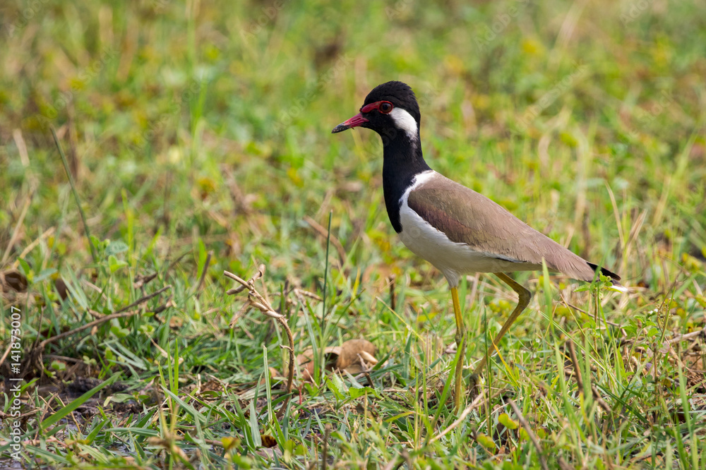 Image of red-wattled lapwing bird (Vanellus indicus) on green grass field. Image of red-wattled lapwing bird (Vanellus indicus) on green grass field.