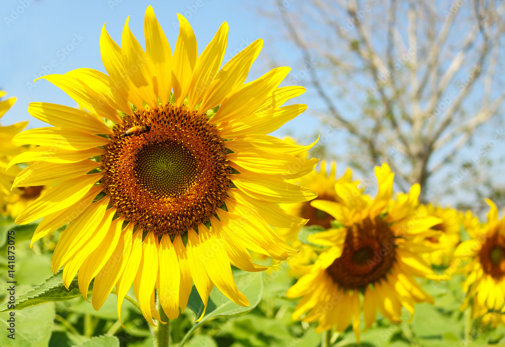 Sunflowers garden. Sunflowers have abundant health benefits. Sunflower oil improves skin health and promote cell regeneration. Sunflowers garden. Sunflowers have abundant health benefits. Sunflower oil improves skin health and promote cell regeneration.