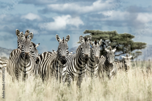 Fototapeta Naklejka Na Ścianę i Meble -  Herd of zebra in the wild savannah, Serengeti, Africa