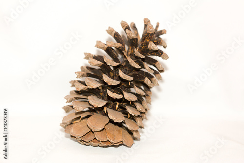 Large brown cone of spruce or pine coniferous tree