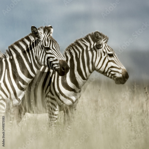 Two zebras in the savannah  Serengeti  Africa
