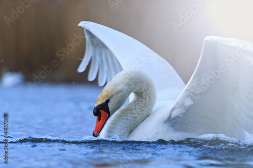 white mute swan ready to fly photo