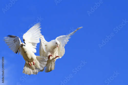 two pigeons flying in the blue sky