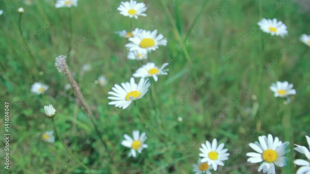 Flowering chamomile field on a meadow in summer Flowering chamomile field on a meadow in summer