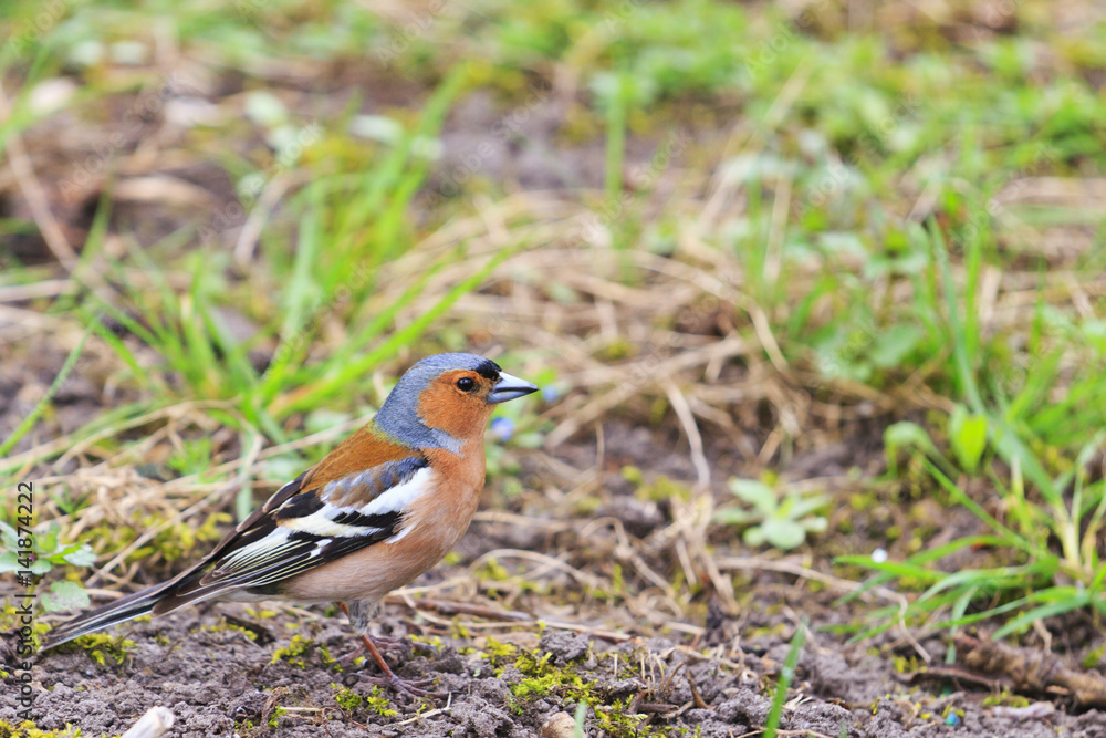 chaffinch sits on the grass in the garden chaffinch sits on the grass in the garden