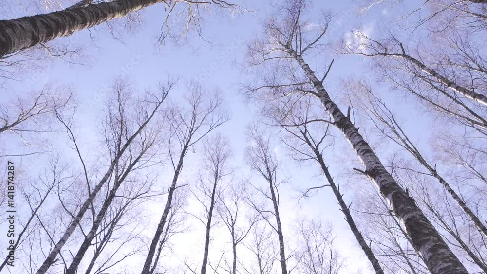 Forest in spring. A sunny day. Forest in spring. A sunny day.