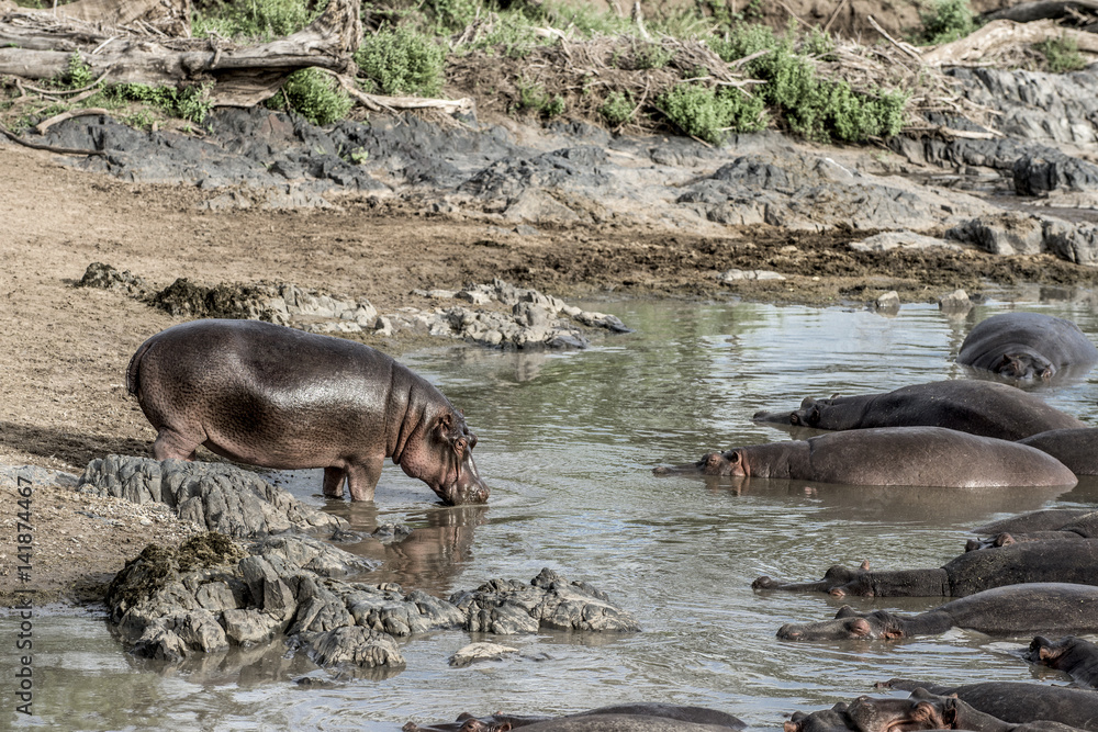 Hippopotamus drinking in river in Serengeti National Park