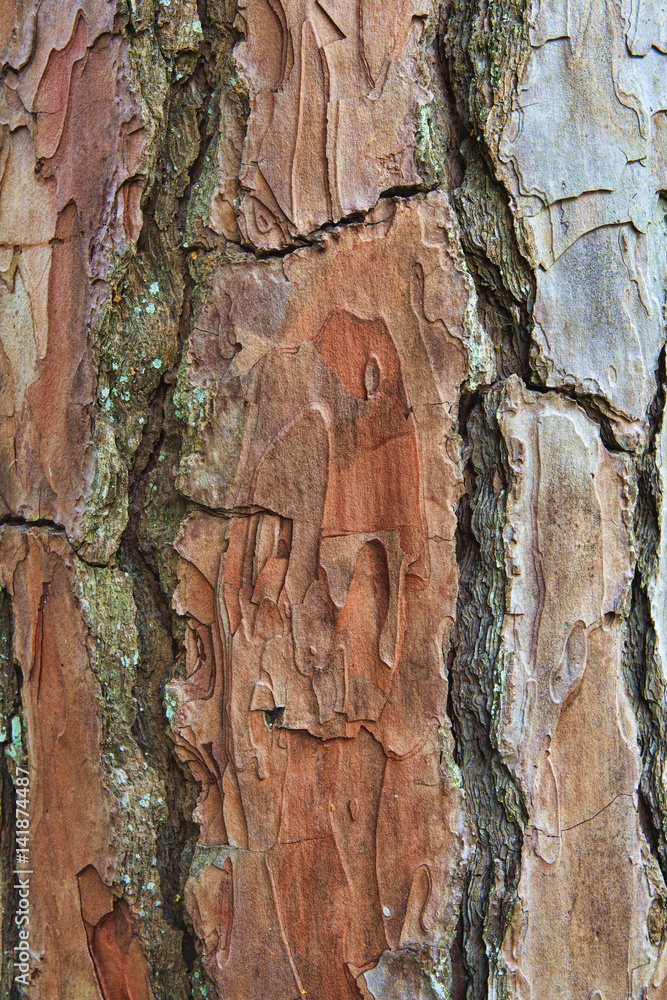 Closeup of the bark of an old tree Closeup of the bark of an old tree