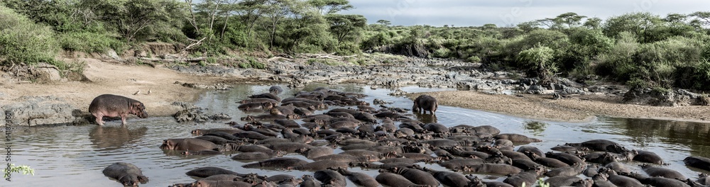Hippopotamus in the river in serengeti, Africa Hippopotamus in the river in serengeti, Africa