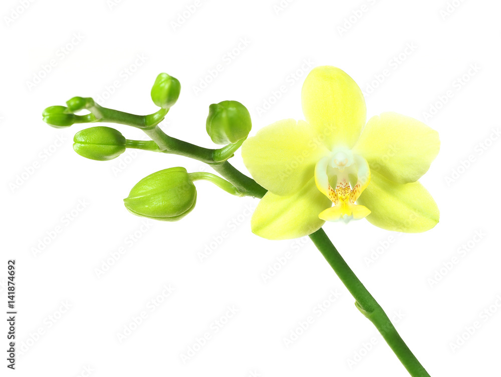 Naklejka premium First Bloom of a Yellow Orchid Isolated on White