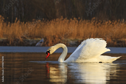 Swimming swan. Blue water and yellow grass background photo