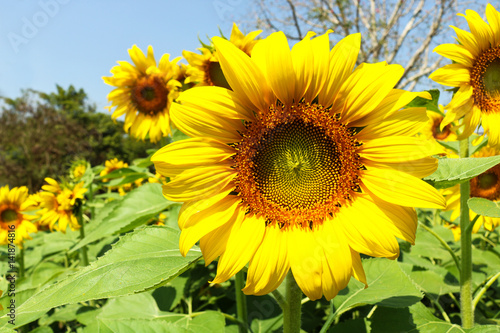 Sunflowers garden. Sunflowers have abundant health benefits. Sunflower oil improves skin health and promote cell regeneration.