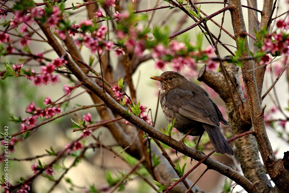Fototapeta premium blackbird on peach tree