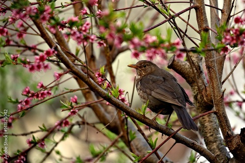 blackbird on peach tree