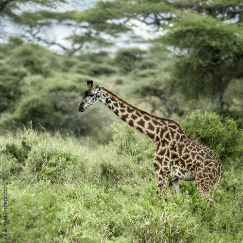 Giraffes in savannah, Serengeti, Africa