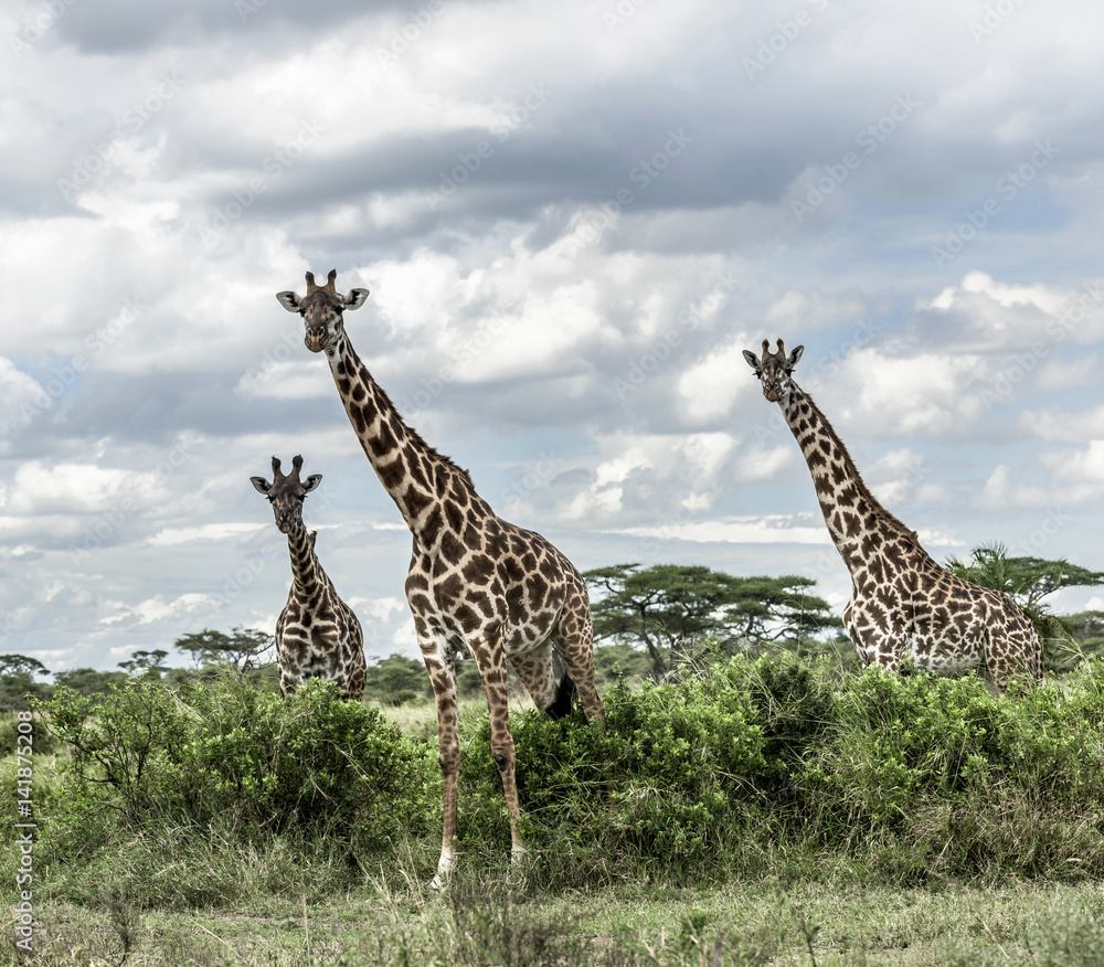 Fototapeta premium Giraffes in savannah, Serengeti, Africa