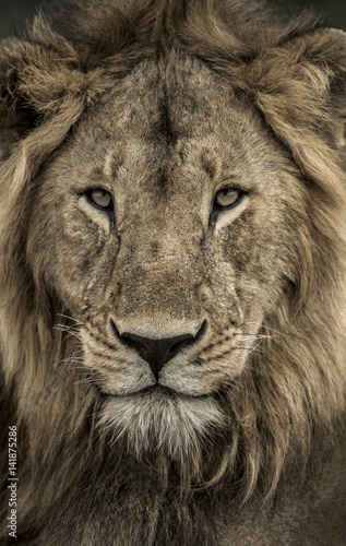 Close-up of a male lion in Serengeti National Park