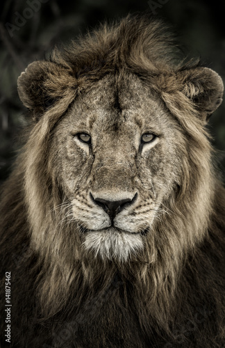 Fototapeta Naklejka Na Ścianę i Meble -  Close-up of a male lion in Serengeti National Park