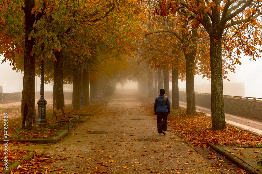 autumn park with fog and trees