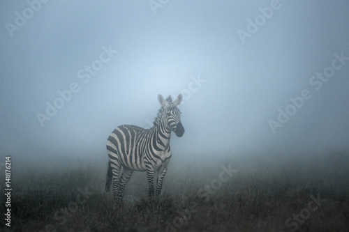 Zebra in the Morning mist  serengeti  Africa