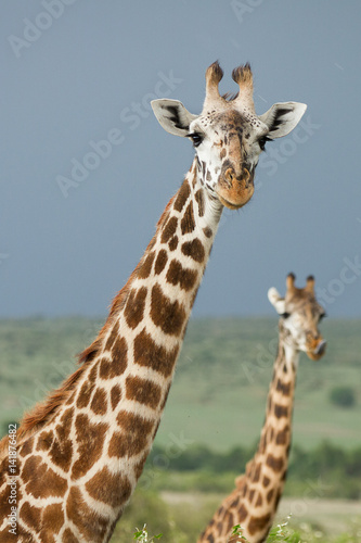 giraffe