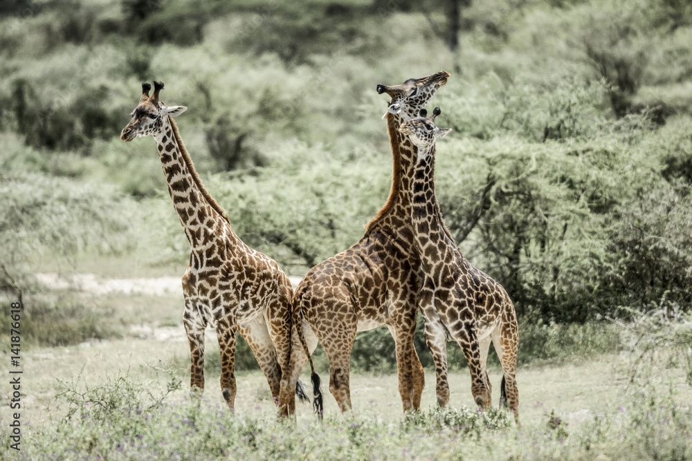Obraz premium Giraffes playing in Serengeti National Park