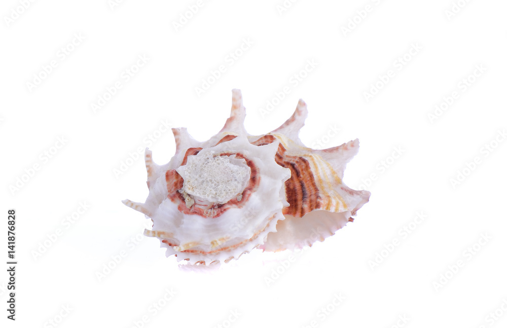 shell see on white background shell see on white background