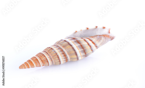 shell see on white background