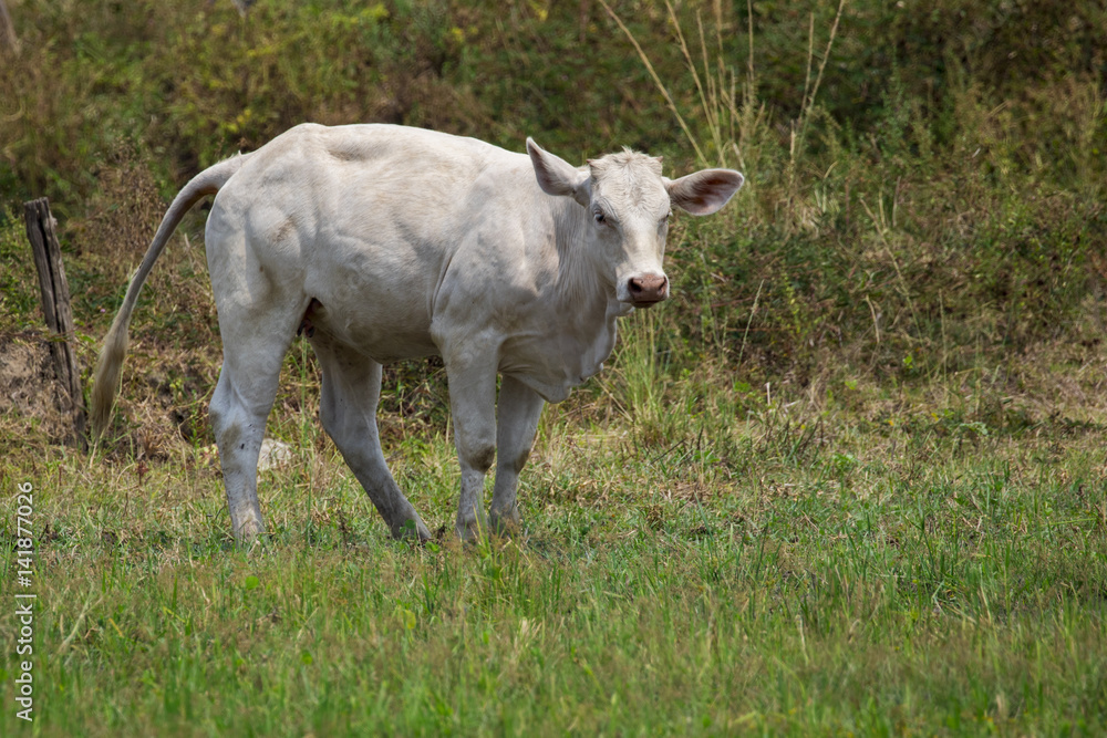 Fototapeta premium Image of white cow on nature background. Animal farm