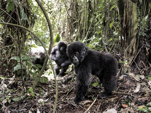 Young mountain gorilla in the Virunga National Park, Africa, DRC, Central Africa.