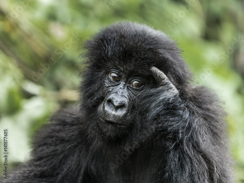 Young mountain gorilla in the Virunga National Park, Africa, DRC, Central Africa. © Eric Isselée