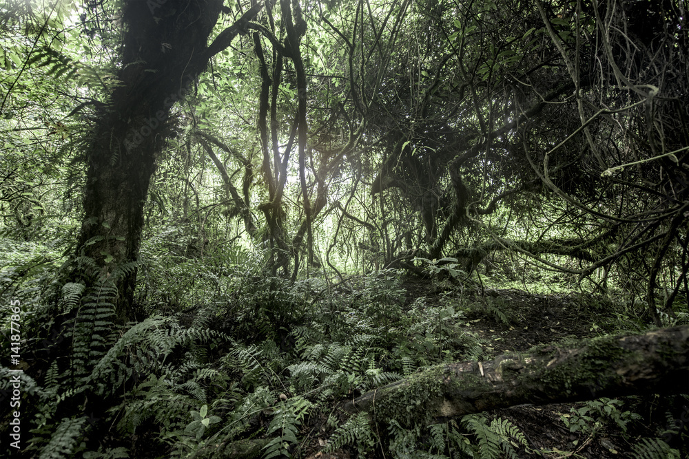 Old growth forest in Nord Kivu, DRC Old growth forest in Nord Kivu, DRC