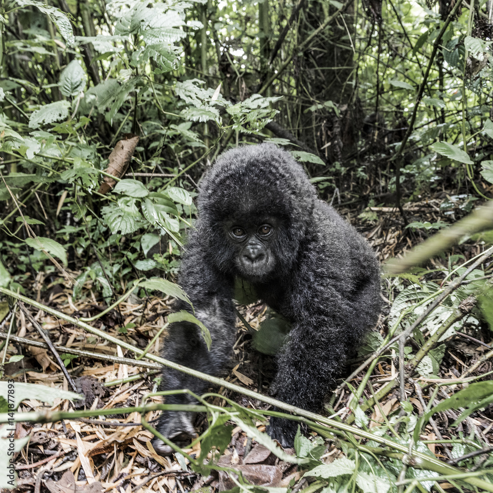 Fototapeta premium Young mountain gorilla in the Virunga National Park, Africa, DRC, Central Africa.