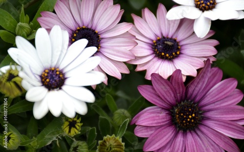 Details of purple daisies and green leaves