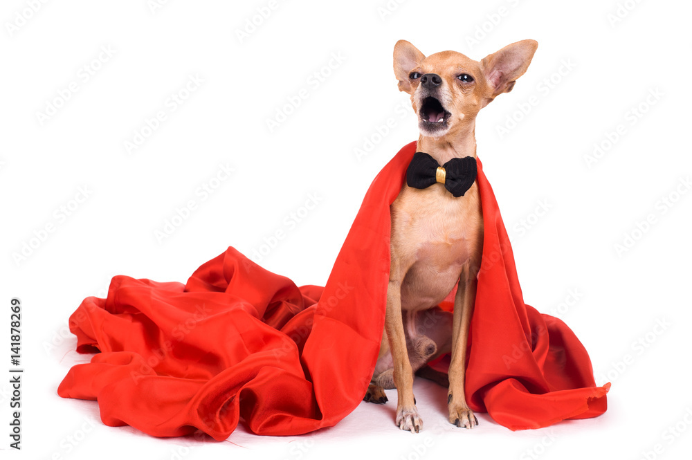 Photo of a funny toy terrier on a white background