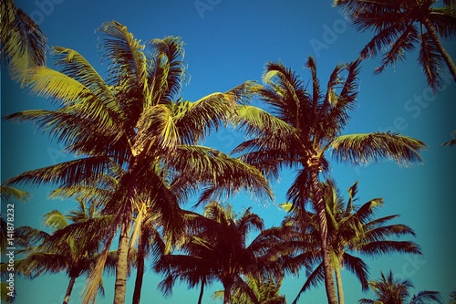 Green Palm Trees of South Beach  Florida Background