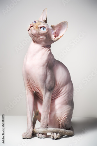 canadian sphinx cat 