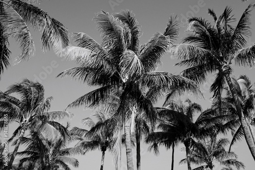Photo Black and White Palm Trees in South Beach, Miami