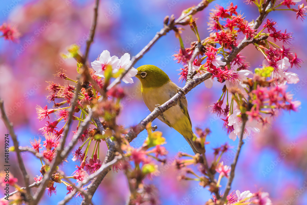 The Japanese White-eye.The background is cherry blossoms. Located in Tokyo Prefecture Japan.