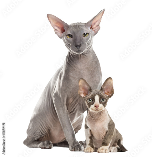 Fotografija Two Peterbald sitting and looking at the camera, isolated on whi