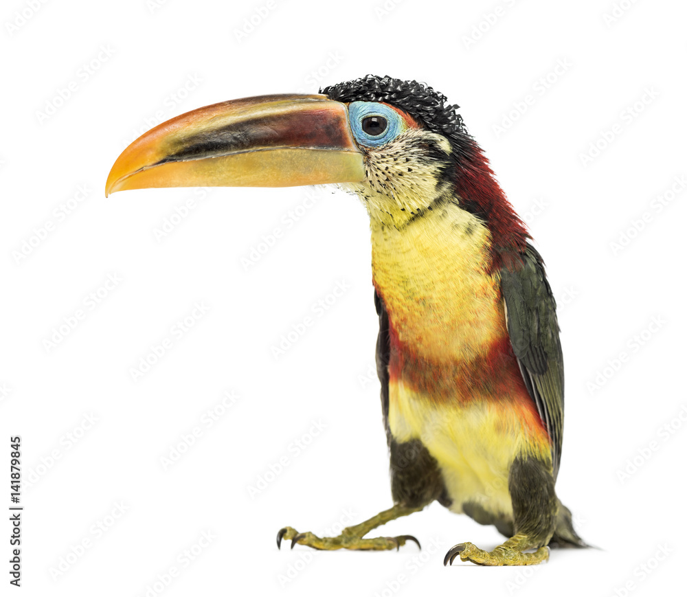 Obraz premium Curl-crested aracari, isolated on white